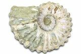 Bumpy Ammonite (Douvilleiceras) Fossil - Purple Iridescence #361141-1